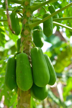 Ağaçtaki yeşil papaya meyvesine yaklaş.. 