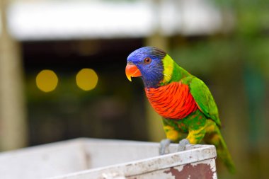 Gökkuşağı Lorikeet 'e yaklaş, seçici odaklanma.