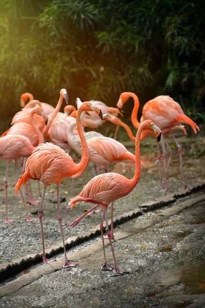 Parktaki Amerikan Karayip Flamingosu Seçici Odaklanma — Stok fotoğraf