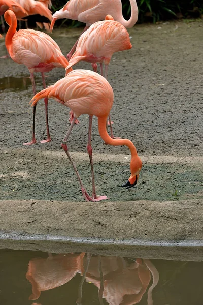 Parktaki Amerikan Karayip Flamingosu Seçici Odaklanma — Stok fotoğraf