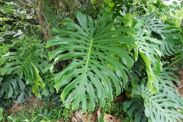 庭の緑の植物を閉じる — ストック写真