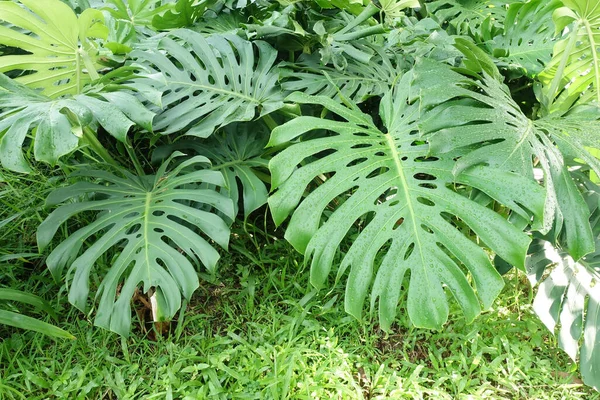 庭の緑の植物を閉じる — ストック写真