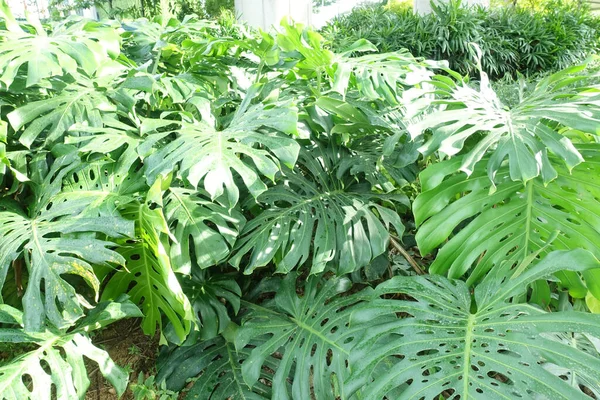 Cerca Las Plantas Verdes Jardín —  Fotos de Stock