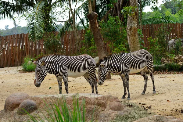 Közelkép Grevys Zebra Gyönyörű Fehér Csíkok Parkban — Stock Fotó
