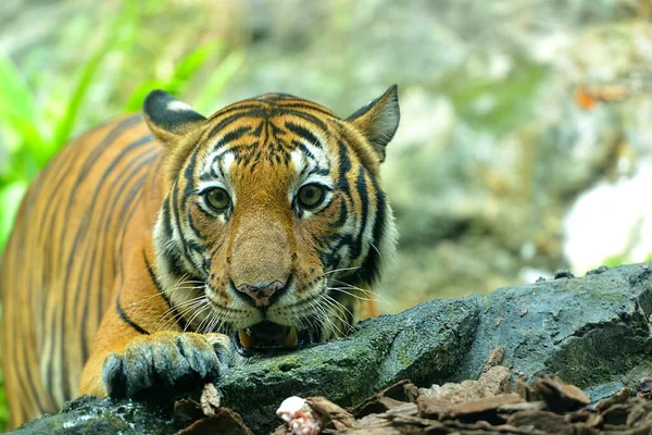 Close Van Een Maleise Tijger Panthera Tigris Jacksoni Selectieve Focus — Stockfoto