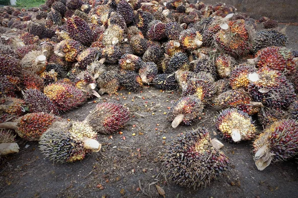 Afrika Yağı Palmiyesi Elaeis Guineensis Petrol Palmiyesi Batı Afrika Dan — Stok fotoğraf