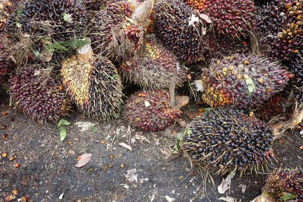 Afrika Yağı Palmiyesi Elaeis Guineensis Petrol Palmiyesi Batı Afrika Dan — Stok fotoğraf