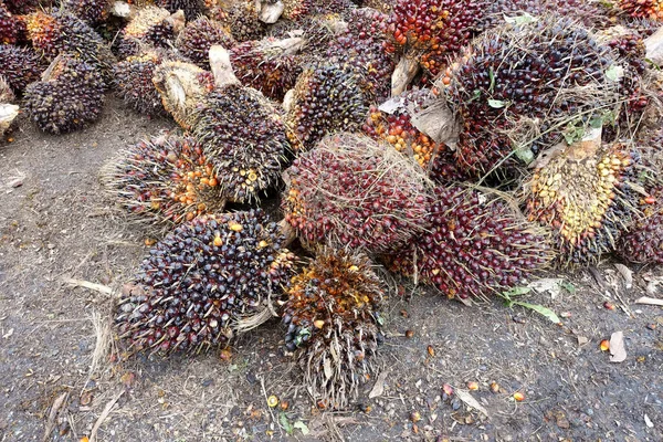 アフリカオイルパーム African Oil Palm オイルパームは西アフリカに起源を持つが 世界の多くの熱帯地域で栽培されている インドネシアとマレーシアは世界のパーム油の約85 を生産しています — ストック写真