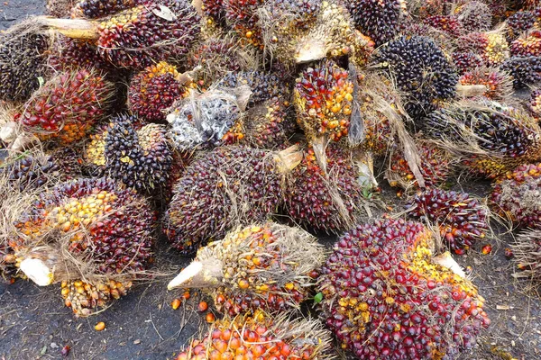 Afrika Yağı Palmiyesi Elaeis Guineensis Petrol Palmiyesi Batı Afrika Dan — Stok fotoğraf