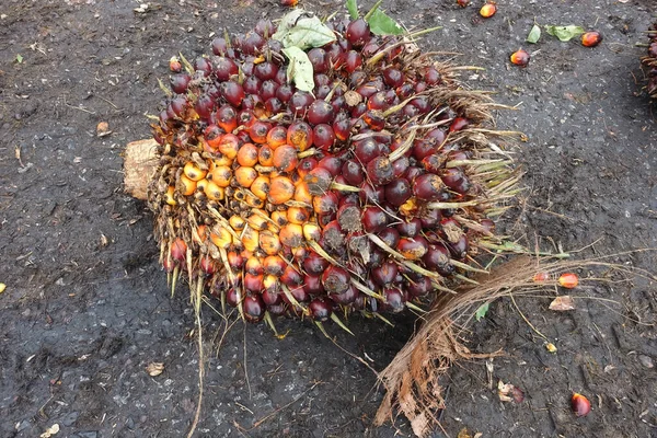 Африканская Нефтяная Пальма Elaeis Guineensis Пальма Растёт Западной Африке Выращивается — стоковое фото