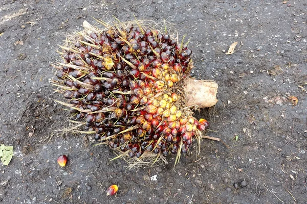 African Oil Palm Elaeis Guineensis Oil Palm Originates West Africa — Stock Photo, Image