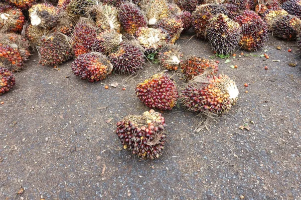 African Oil Palm Elaeis Guineensis Oil Palm Originates West Africa — Stock Photo, Image