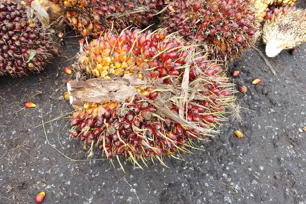 Afrika Yağı Palmiyesi Elaeis Guineensis Petrol Palmiyesi Batı Afrika Dan — Stok fotoğraf