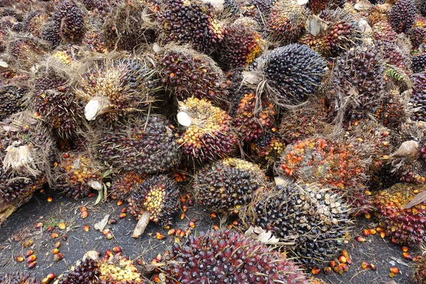 アフリカオイルパーム African Oil Palm オイルパームは西アフリカに起源を持つが 世界の多くの熱帯地域で栽培されている インドネシアとマレーシアは世界のパーム油の約85 を生産しています — ストック写真