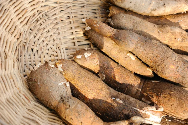 Čerstvé maniok — Stock fotografie