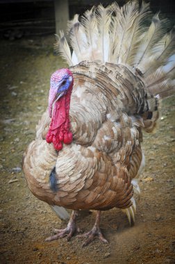 Türkiye'de bir tavuk çiftliği.