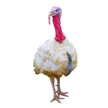 Türkiye'de bir tavuk çiftliği.