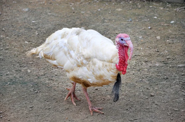 Turkey in a poultry farm. — Stock Photo, Image