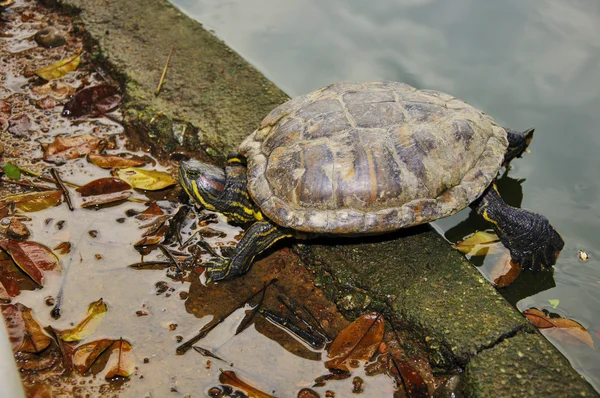 Junge Schildkröten — Stockfoto