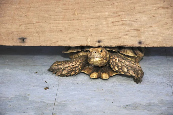 Junge Schildkröten — Stockfoto