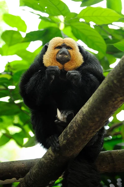 Scimmia Saki dalla faccia bianca (Pithecia pithecia ) — Foto Stock