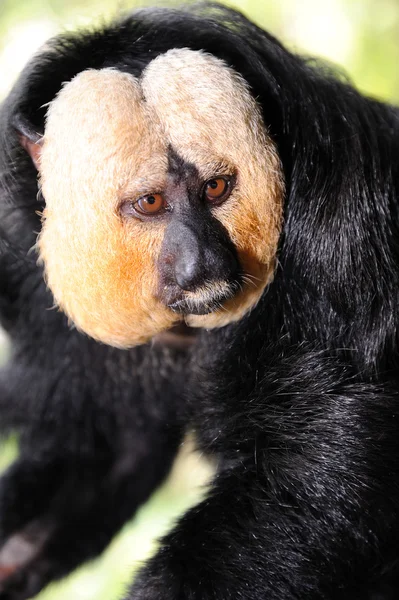 Vitkindad Saki Monkey (Pithecia pithecia) — Stockfoto