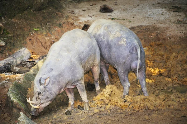 Wild Pig — Stock Photo, Image