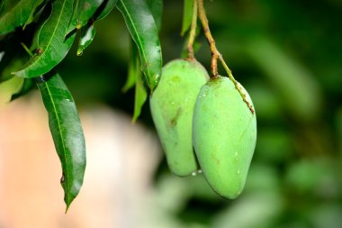 Yeşil mango meyve