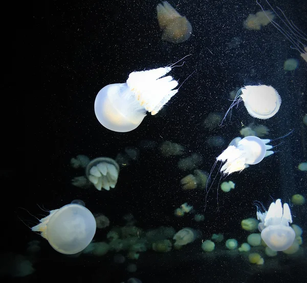 Medusas de Bubbler — Foto de Stock
