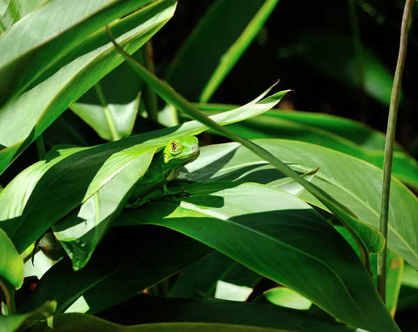 Зелена ящірка — стокове фото