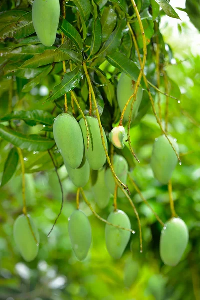 Owoce mango zielone — Stockfoto