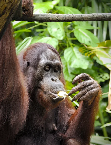 Orangután — Foto de Stock