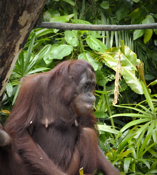 Orangutan — Stok fotoğraf