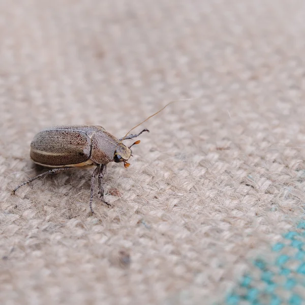 Chafer de verão — Fotografia de Stock