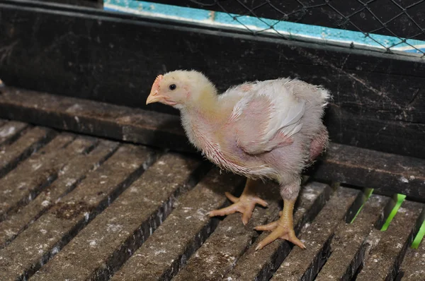 Chicken Farm — Stock Photo, Image