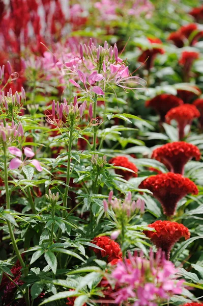 Cockscomb flowers — Stock Photo, Image