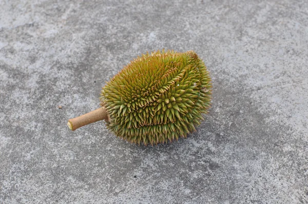 Verse durian — Stockfoto