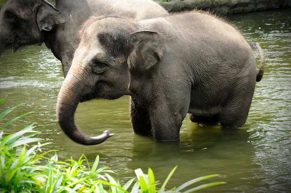 Asiatisk elefant - Stock-foto