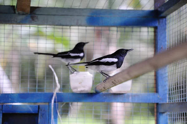 Beautiful Magpie — Stock Photo, Image