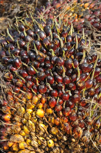 Palm oliehoudende vruchten — Stockfoto