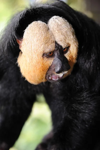 Vitkindad Saki Monkey (Pithecia pithecia) — Stockfoto