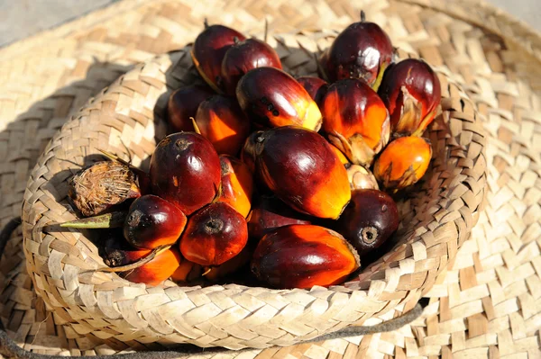 Frutos del aceite de palma Fotos De Stock Sin Royalties Gratis