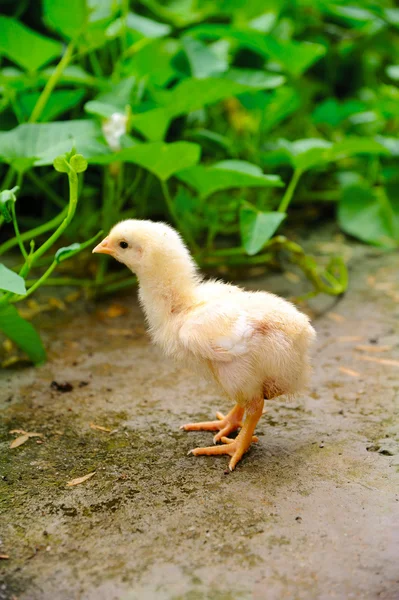 Beautiful Chicken — Stock Photo, Image