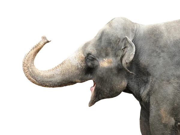 Asiatisk elefant jag — Stockfoto