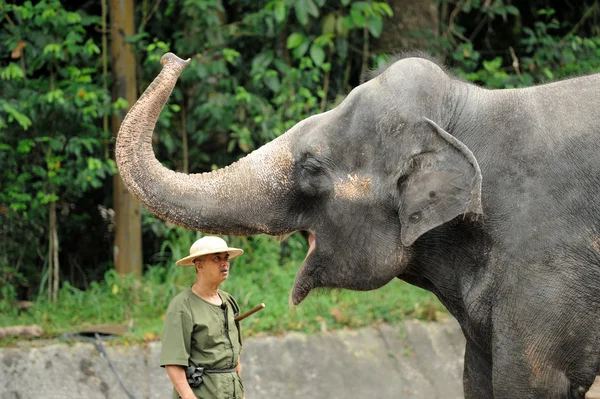 Elefantes asiáticos demonstrando suas habilidades madeireiras — Fotografia de Stock