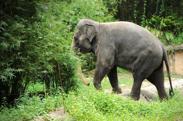 Aziatische olifant — Stockfoto