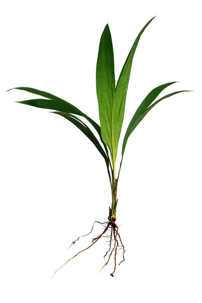 Palmový olej rostlina — Stock fotografie
