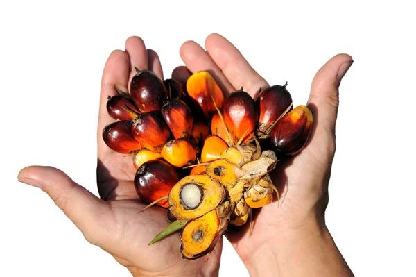 Palm oliehoudende vruchten — Stockfoto