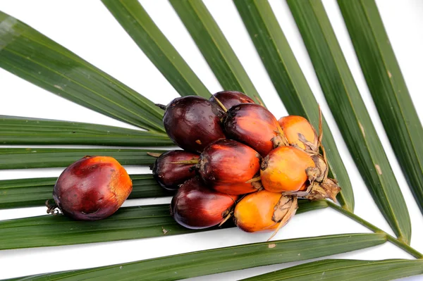 Palm Oil fruits — Stock Photo, Image