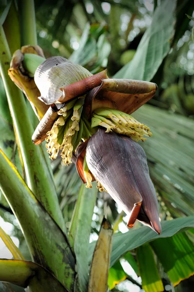 Bananen bloem — Stockfoto